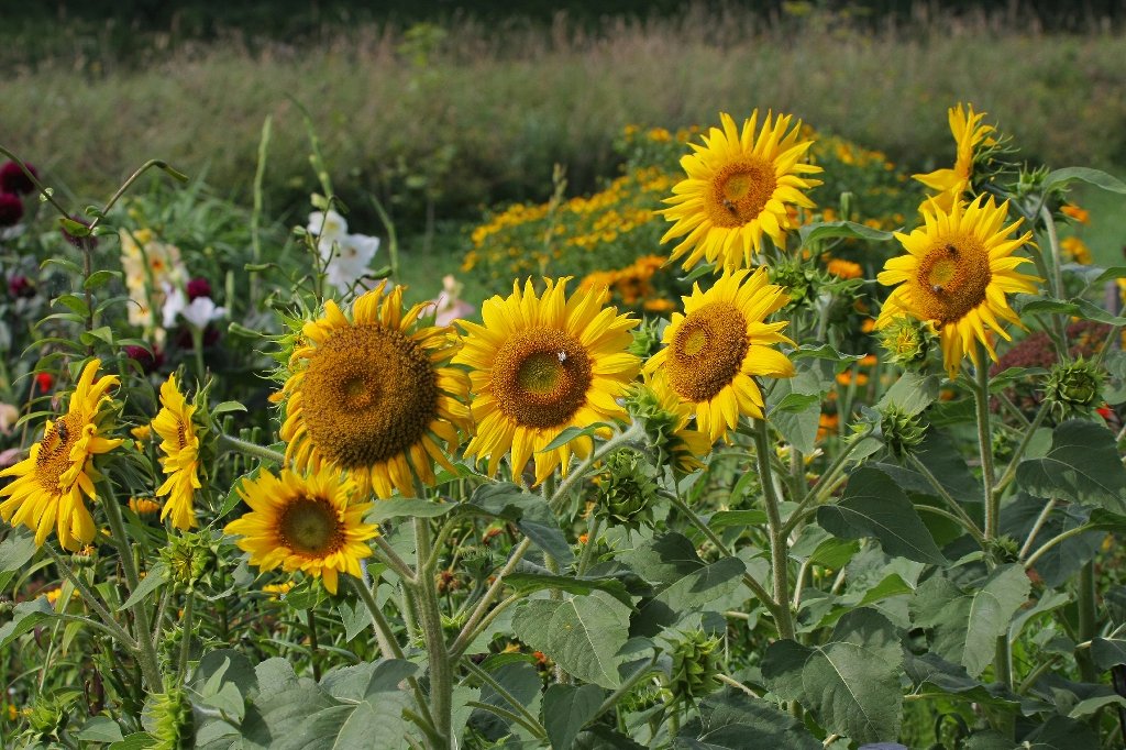 Punch Needle Frame Class: Sunflower in Classroom