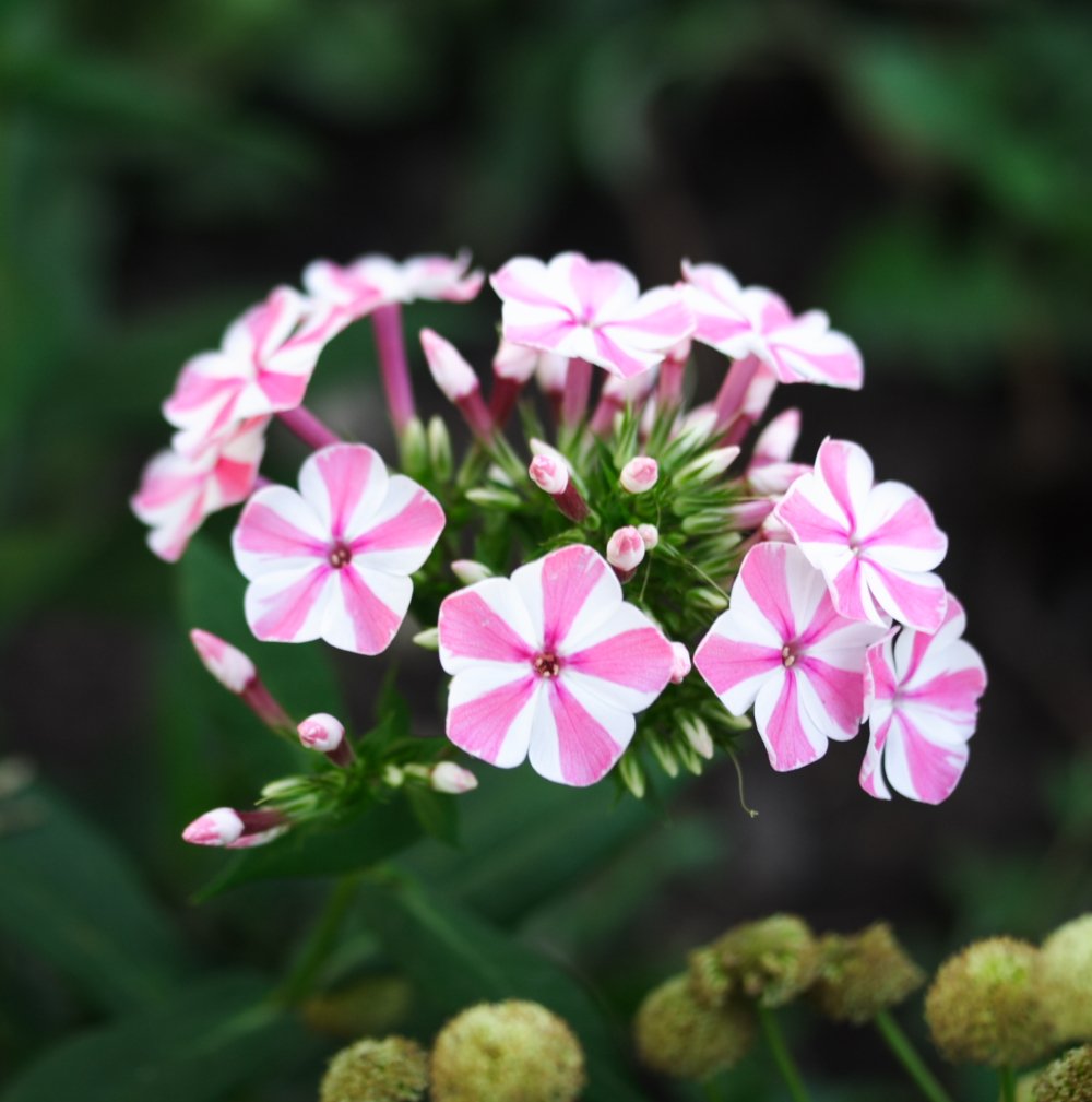 Phlox Paniculata Peppermint Twist