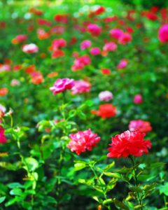 First Bloom in Your Rose Garden - Garden & Greenhouse