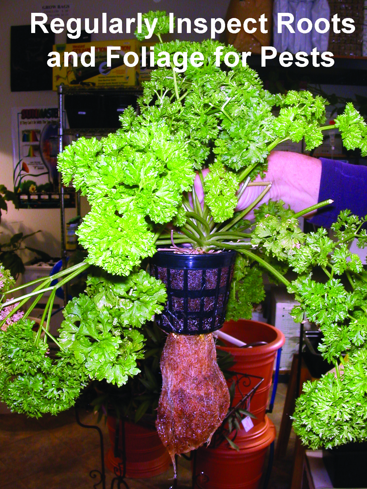 https://www.gardenandgreenhouse.net/wp-content/uploads/2009/08/Bug-Out-Hydroponic.jpg