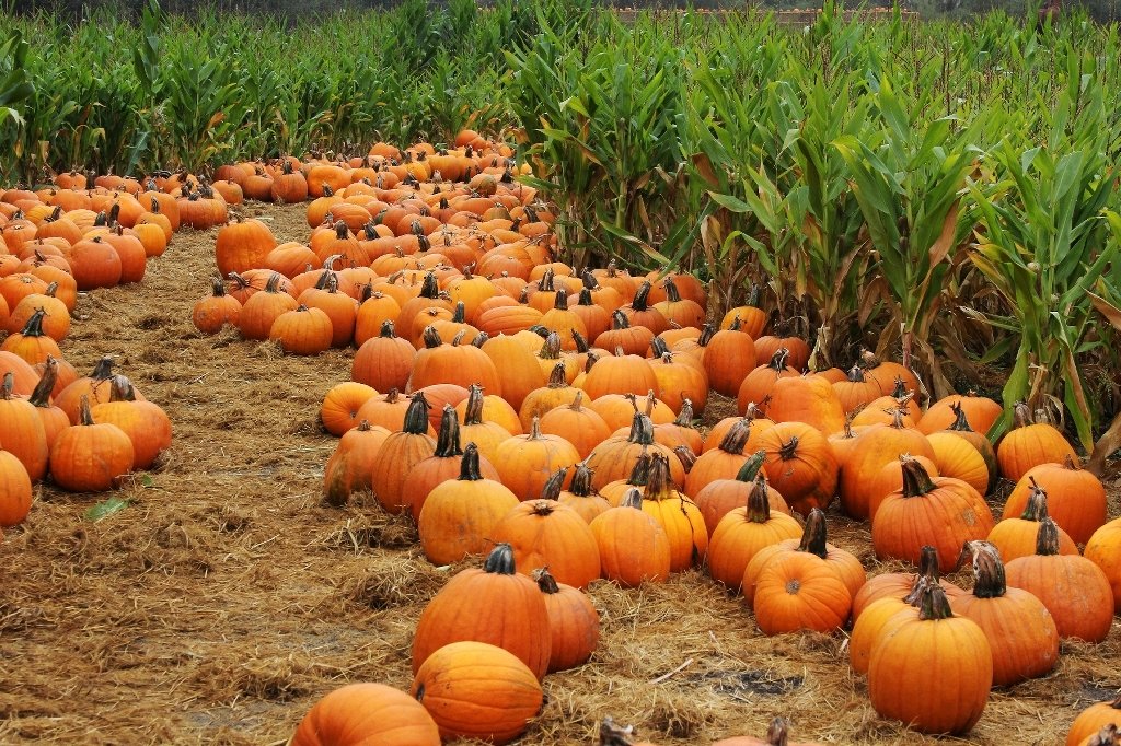 https://www.gardenandgreenhouse.net/wp-content/uploads/2009/08/PumpkinsInField-1.jpg