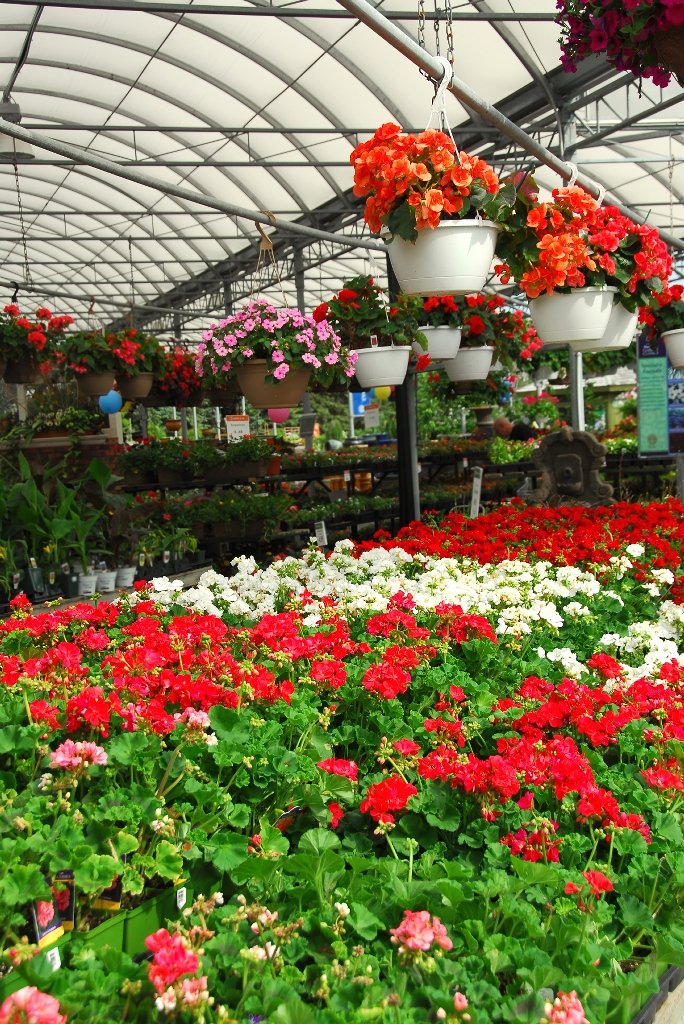 Raising Irresistible Hanging Baskets for Market - Garden & Greenhouse