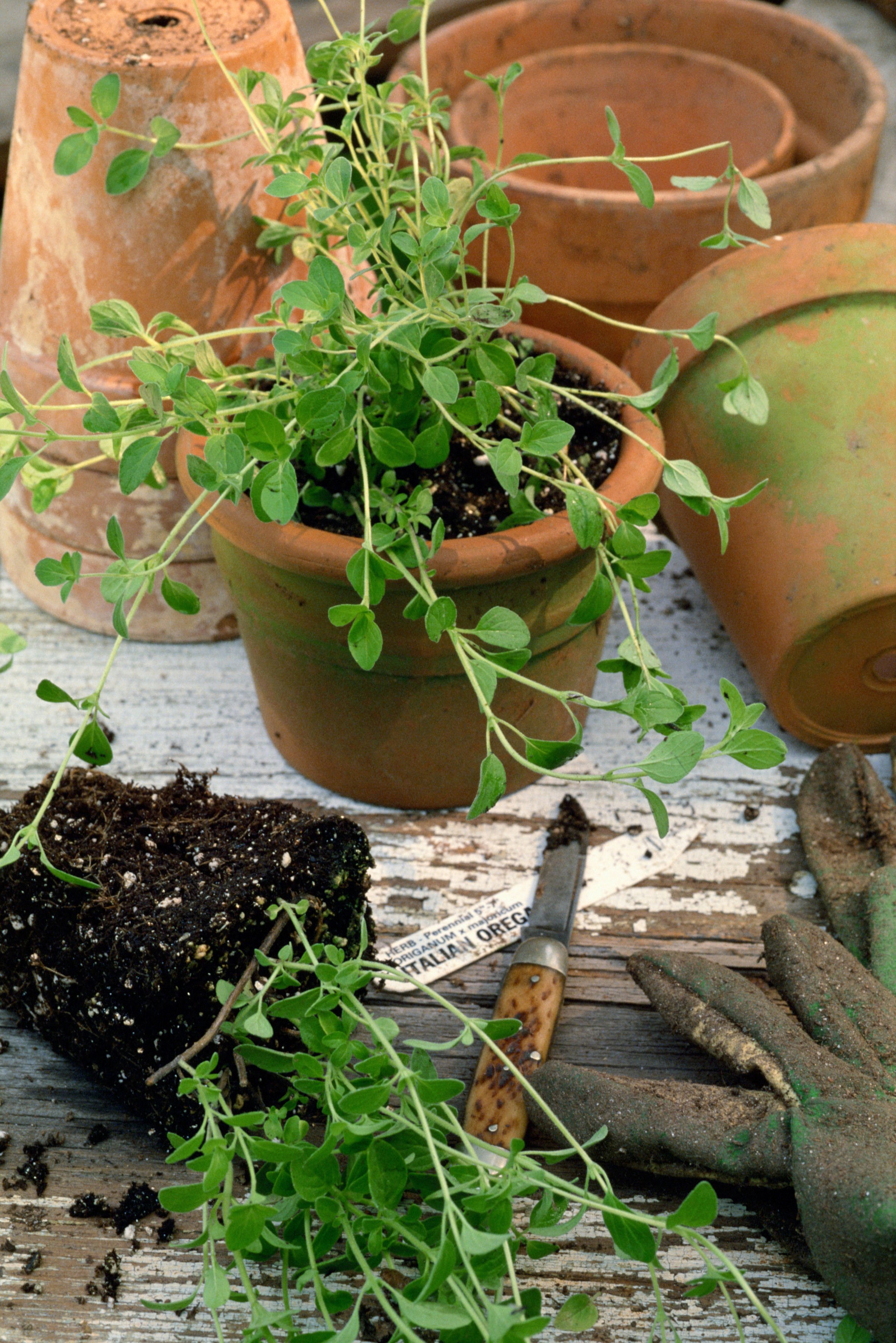 An elderly man is sitting in a pantry where herbs are drying and