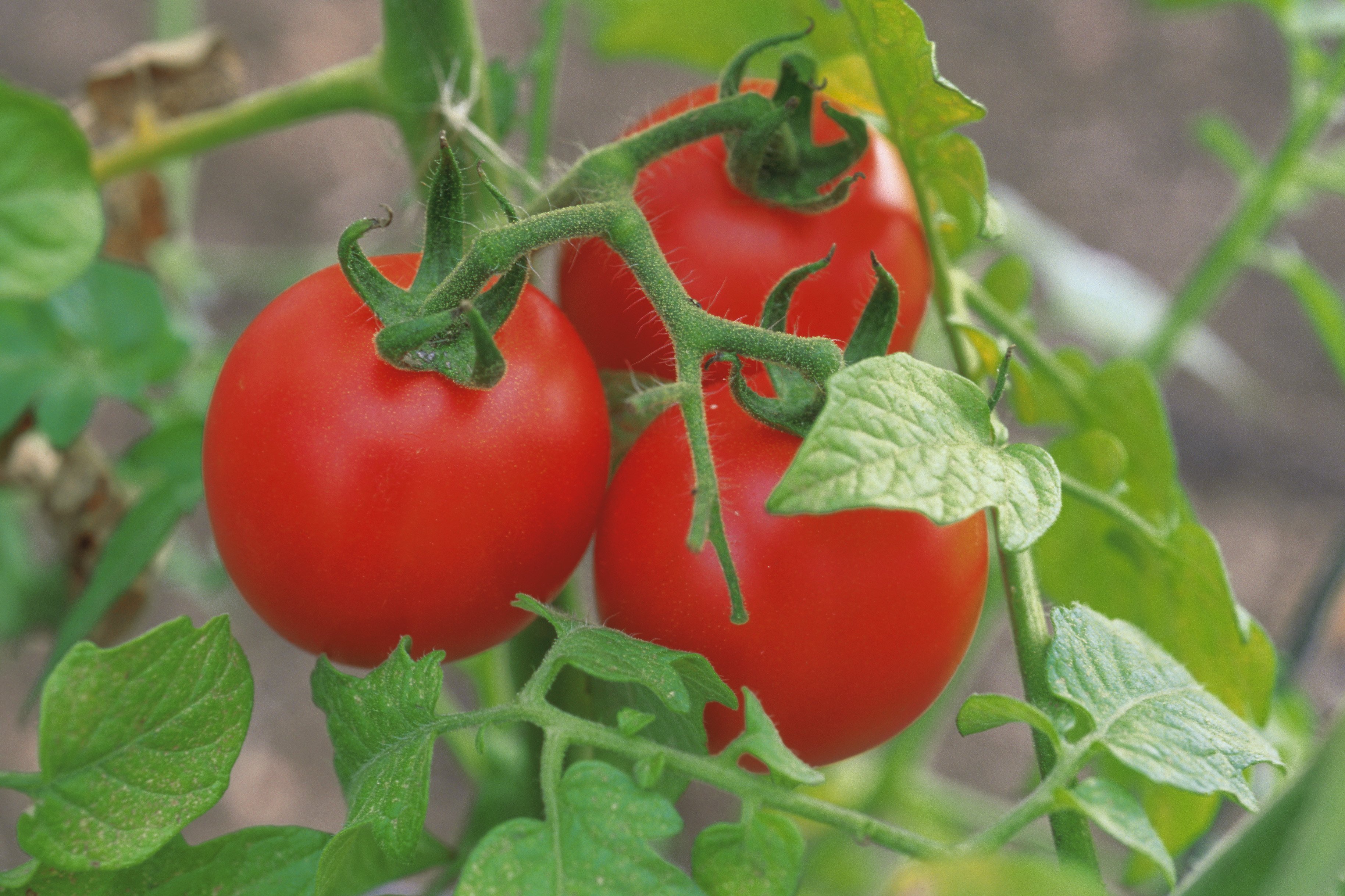 Growing tomatoes in a grow bag - Mud & Bloom