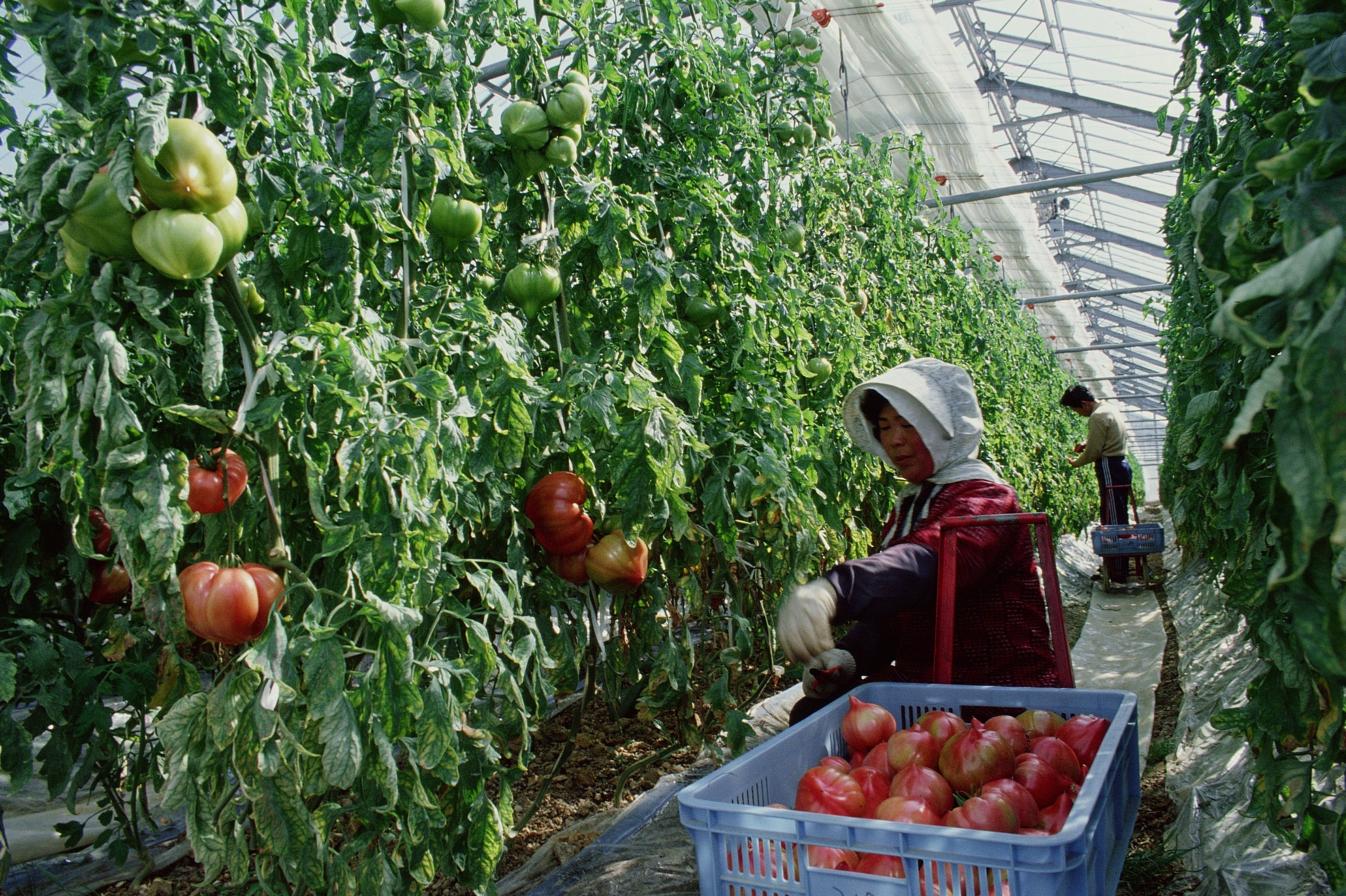 Tomato Fruit Yield and Solar Radiation Intensity