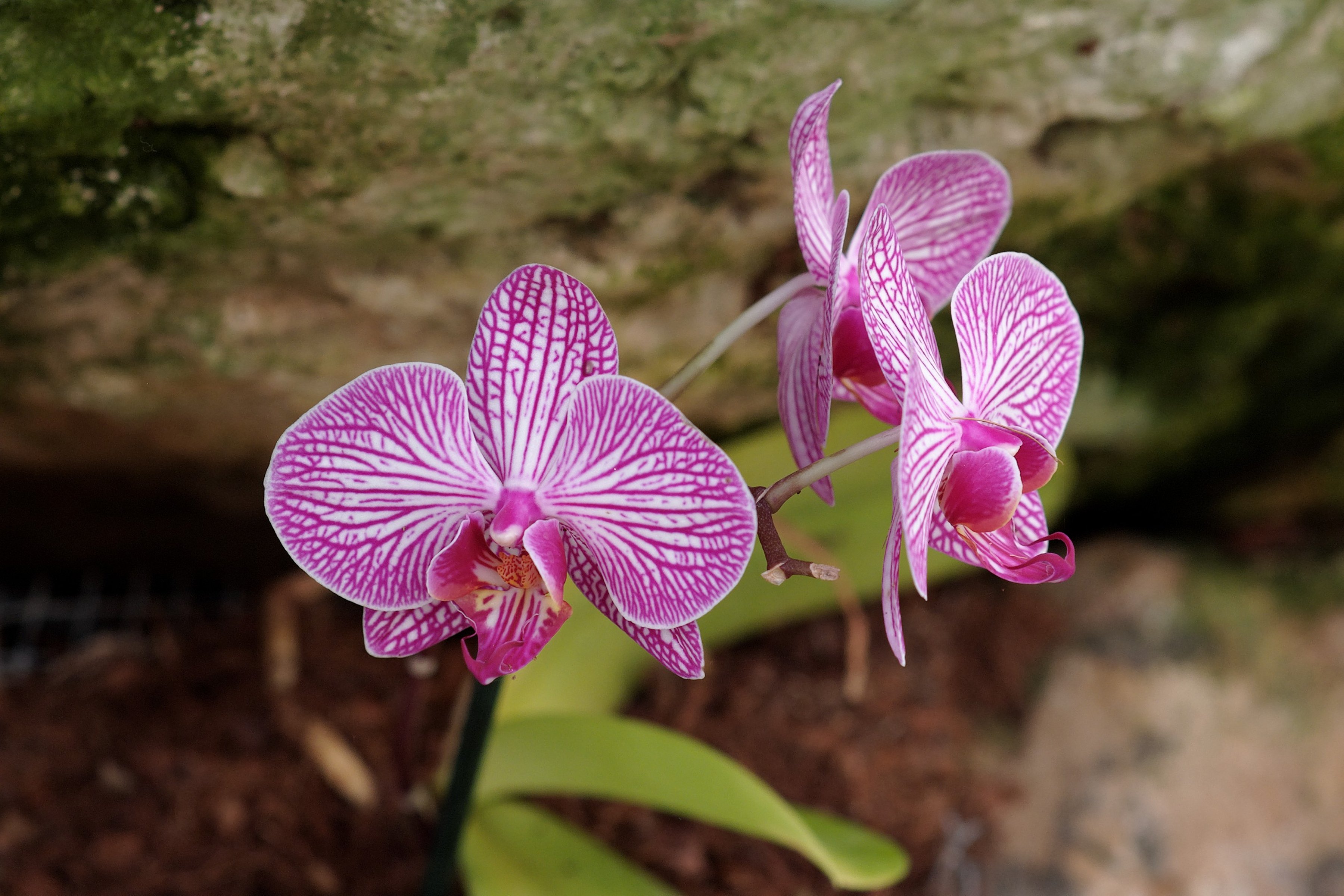 Chuck Does Art: Re-potting Phalaenopsis Orchids in Sphagnum Moss