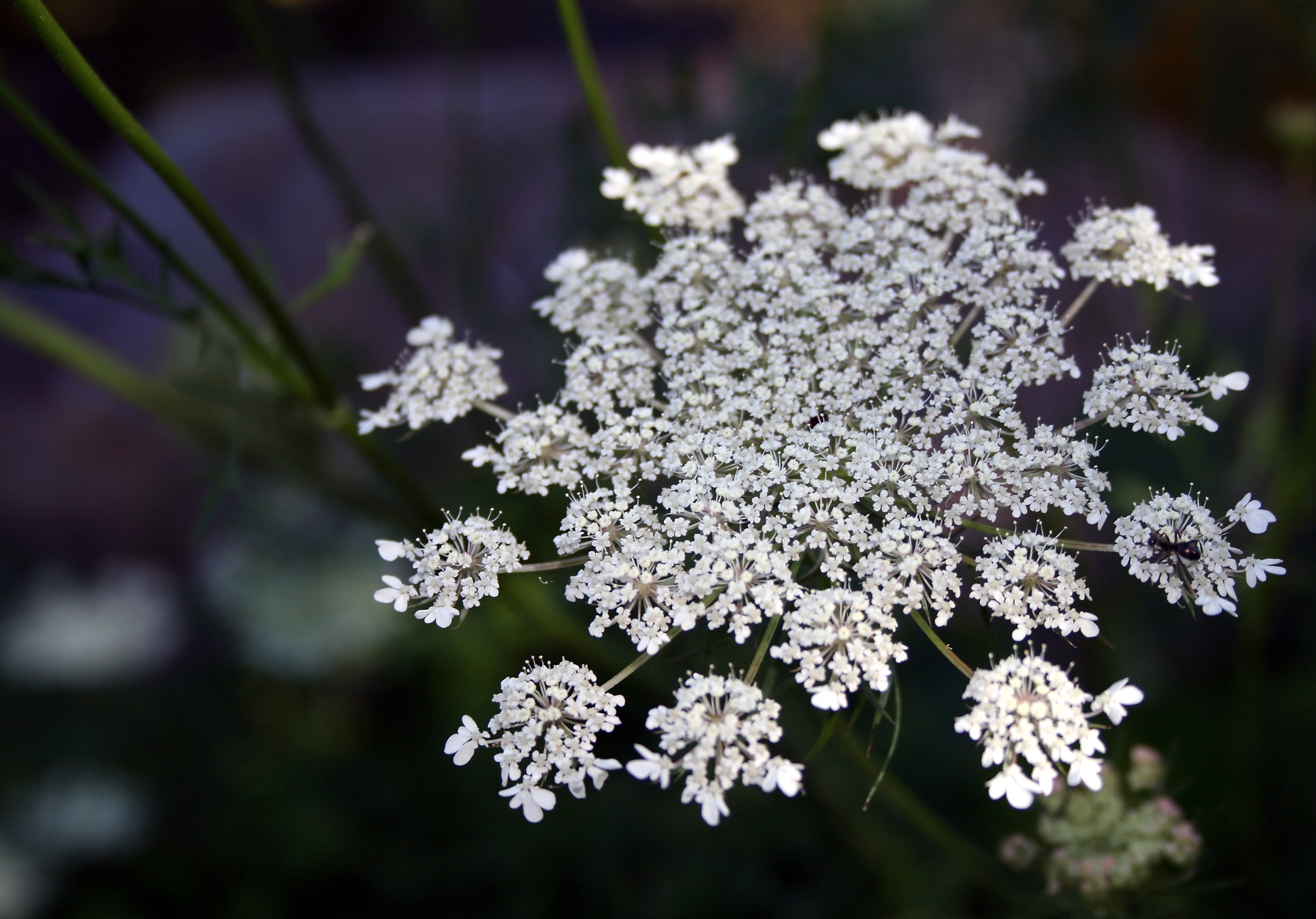 Queen Anne's lace - Invasive Species Council of British Columbia