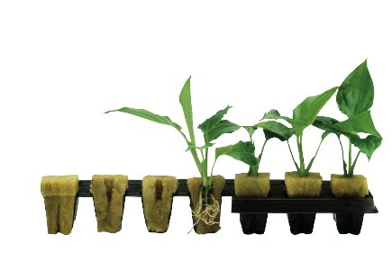 Hydroponic Propagation » Garden & Greenhouse