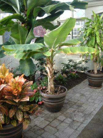 Banana Tree in a Greenhouse