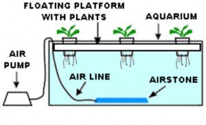 How to Build Your Own Deep Water Culture Hydroponics How to Build Your Own Deep Water Culture Hydroponics
