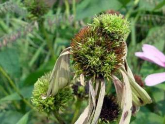 Aster Yellow on Cone Flower