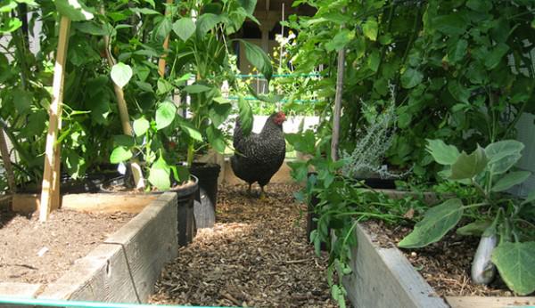 The Basics About Using a Wireless Thermometer in Your Garden Greenhouse -  The Rusted Garden 2013 