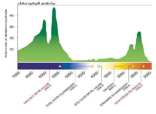 Chlorophyll Activity