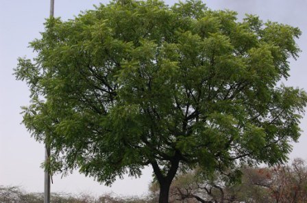 Neem Tree