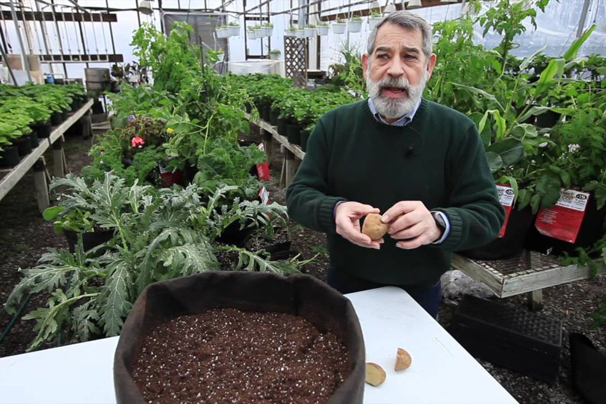 Grow Bag Gardening': No weeds, root circling or heavy lifting with these  eco-friendly fabric planters 