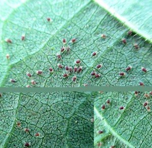 Spider Mites on a Leaf
