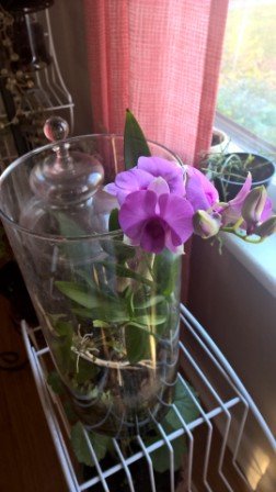 Burn, Baby, Burn!! Fungus Gnats on Orchids: 4 Methods that Worked