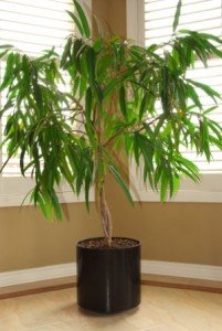 TropicalPlant