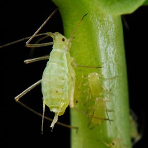 Gold Digging Ants achievement in Band of Bugs