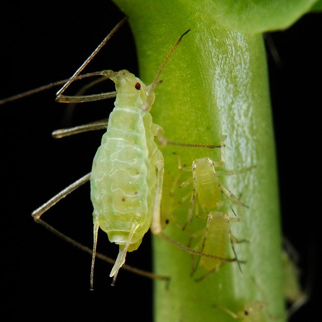 Modern Insect Pest Monitoring Using Automatic Traps - Alabama