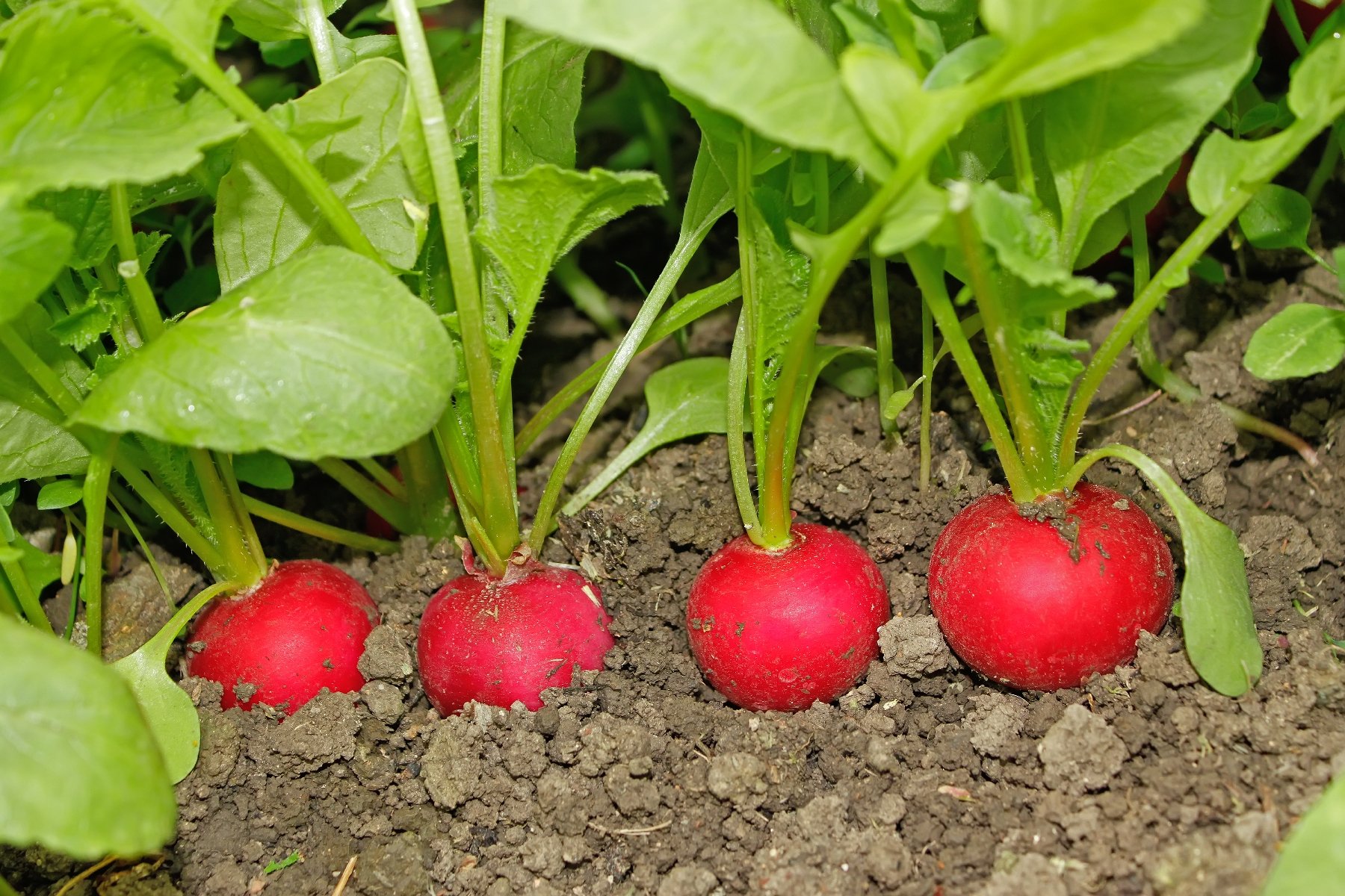 Radishes Rule - Garden & Greenhouse