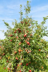 https://www.gardenandgreenhouse.net/wp-content/uploads/2016/05/Apple-Tree-200x300.jpg