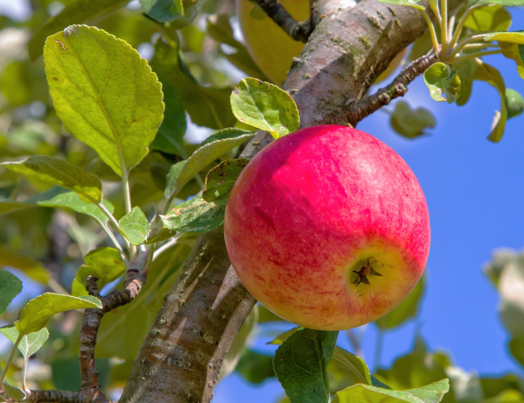 Green Apples VS. Red Apples - Tufts Health & Nutrition Letter