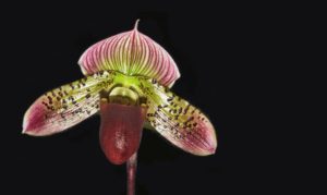 Paphiopedilum Orchid