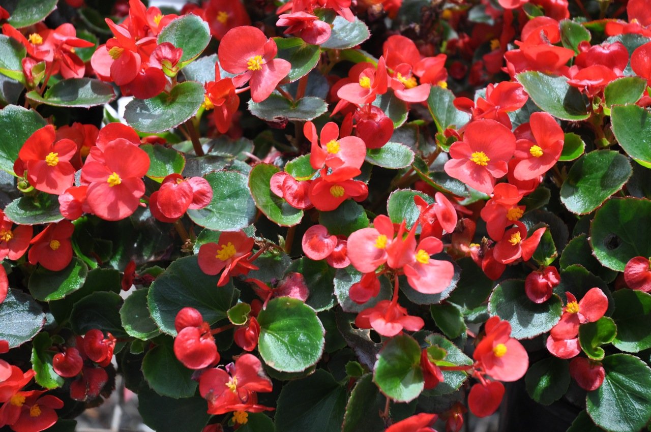 Satin Sunday. Scenes from the morning. Begonia, Inch Plant. Tie