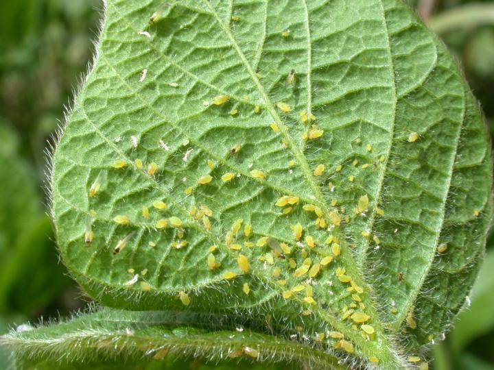Munching bugs thwart eager trees, reducing the carbon sink