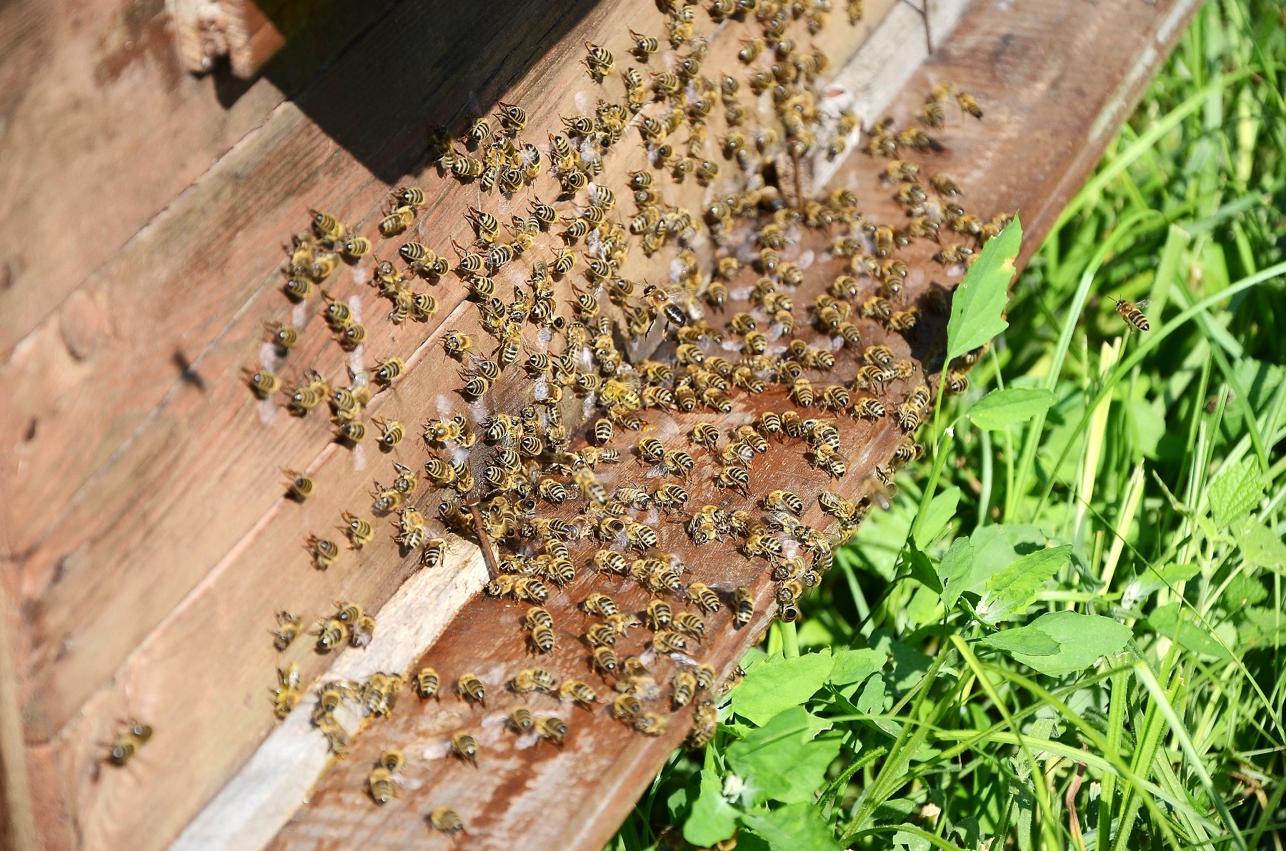 Island beekeepers stung by fear of imported bees - Victoria Times