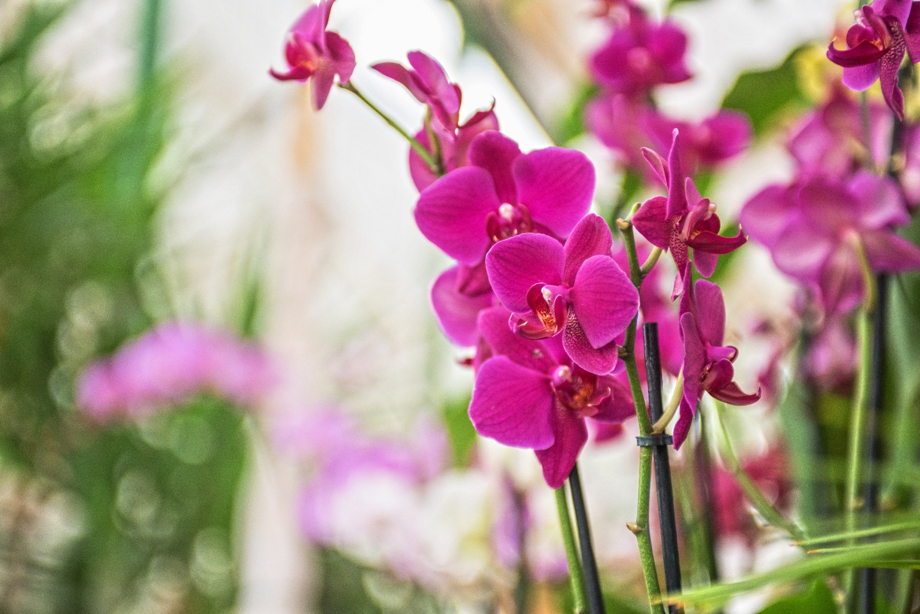 Kelp Extracts for Orchids - Garden & Greenhouse