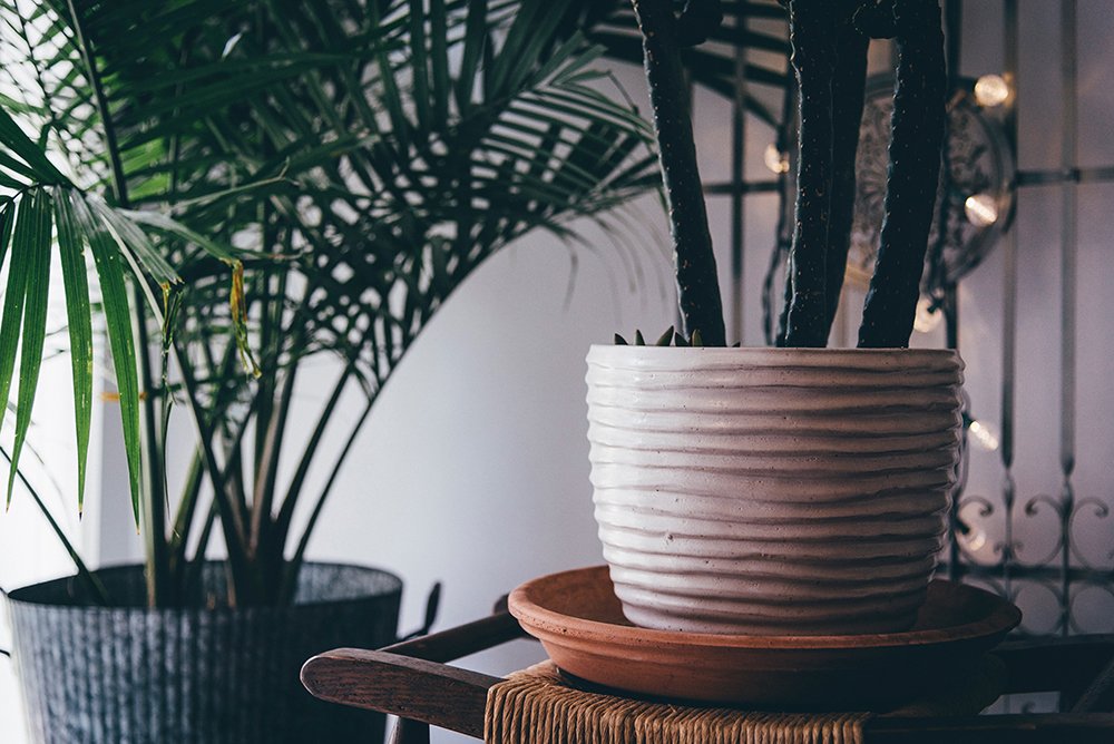 In my opinion, indoor plants are an absolute game-changer for decoration. I believe they not only enhance the aesthetics but also bring a refreshing vibe to any space. Additionally, taking care of