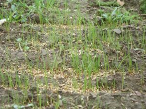 Grass anything will grow 🌱 seed that on Hydroseeding: Spray