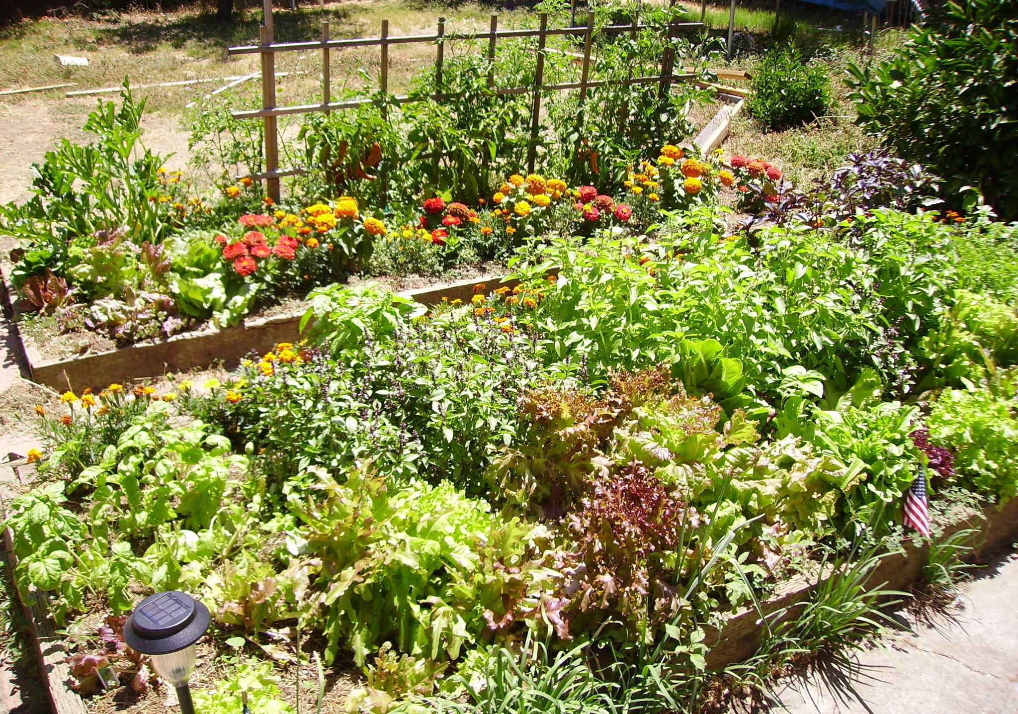 7 Reasons for Companion Planting - Garden & Greenhouse