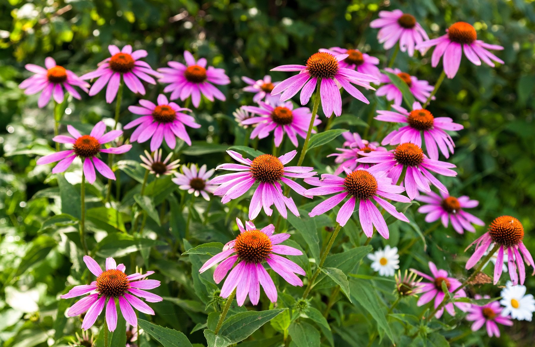 Growing and Using Echinacea Purpurea - Garden & Greenhouse