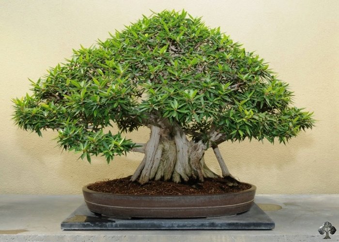 Live Moss Bonsai Tree (Case of 6 or 12) Packed for Retail – Moss Acres