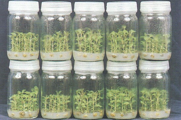 Plant culture. Клональное микроразмножение растений. Plant Tissue Culture. Tissue Culture ферма. Клональное микроразмножение сирени.