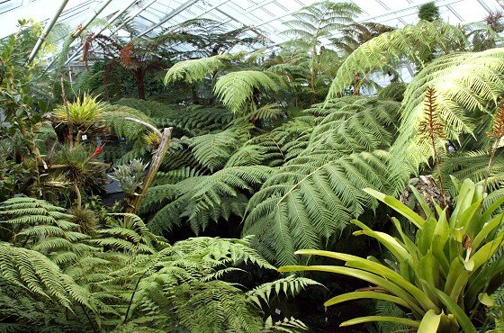 Ferns are a Great Plant for Your Greenhouse - Garden & Greenhouse