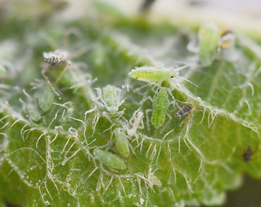 Munching bugs thwart eager trees, reducing the carbon sink