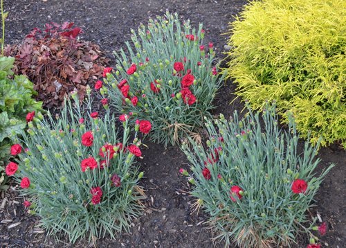 identification - What is this wiry plant with thin leaves and white flowers  that turn pink in spring? - Gardening & Landscaping Stack Exchange