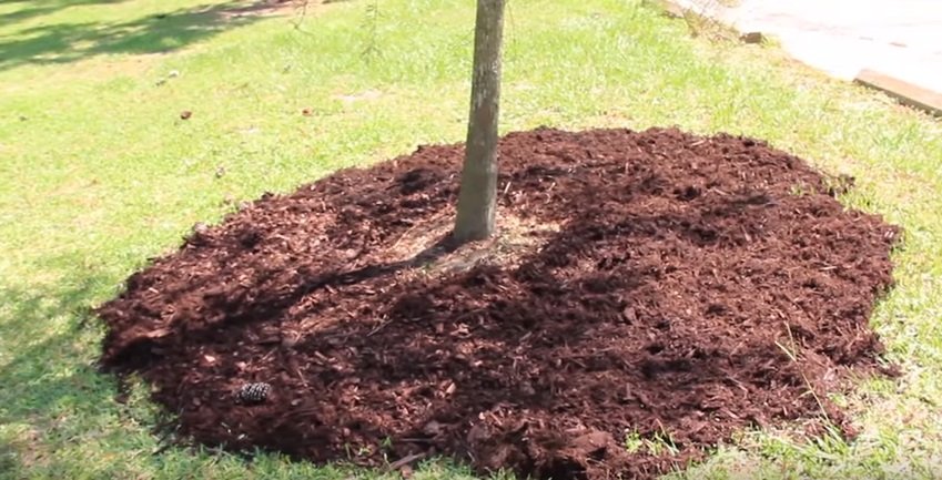 Image of Tree trunk wrapped in pea straw mulch