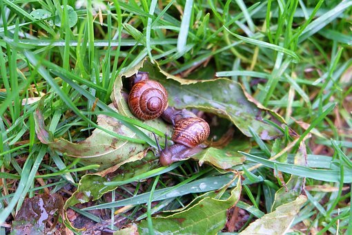 Munching bugs thwart eager trees, reducing the carbon sink