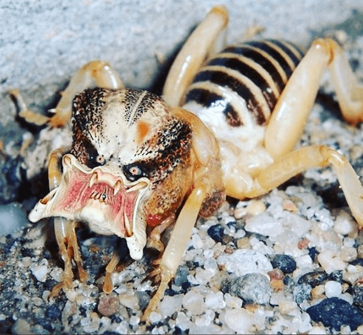 Arachnids, Bug, Burrower, Starship, Troopers - Burrower bug