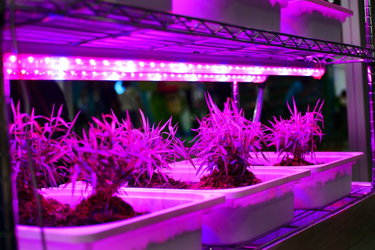 8 Important Things To Check When Buying LED Grow Lights Garden