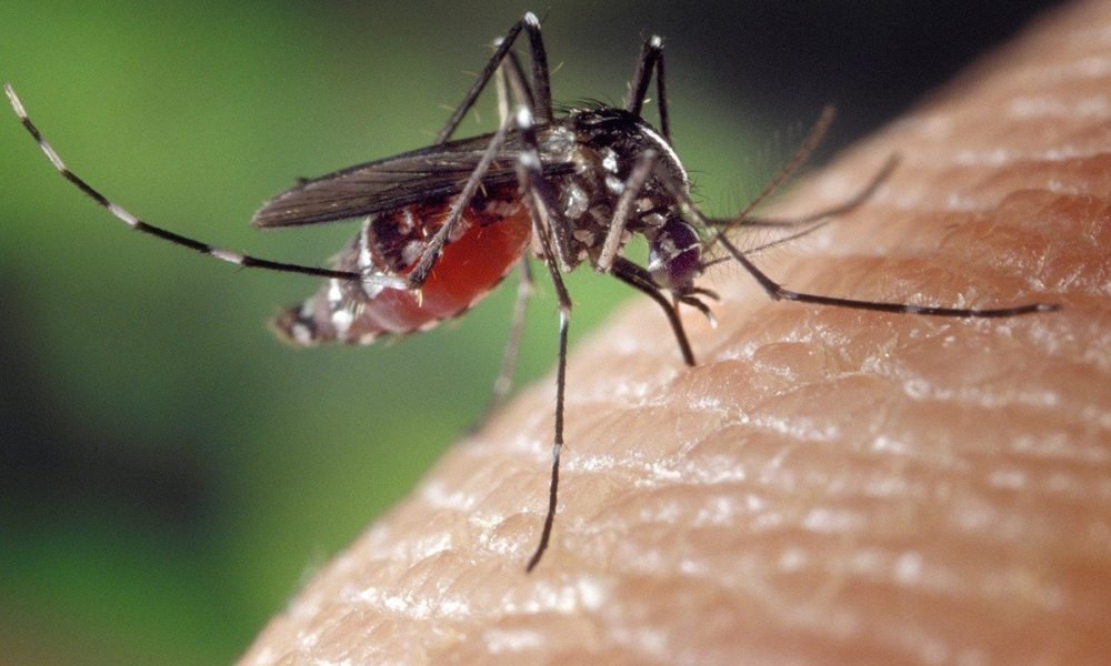 7 Ways to Get Rid of Mosquitoes Inside the House