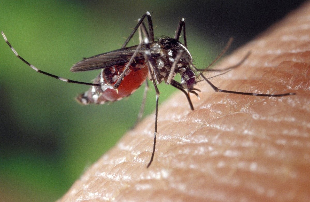 7 Ways to Get Rid of Mosquitoes Inside the House - Garden & Greenhouse