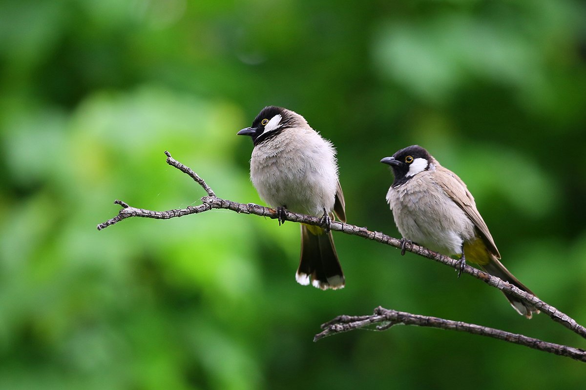 Coexisting In Harmony With Wildlife: Birds Of Prey