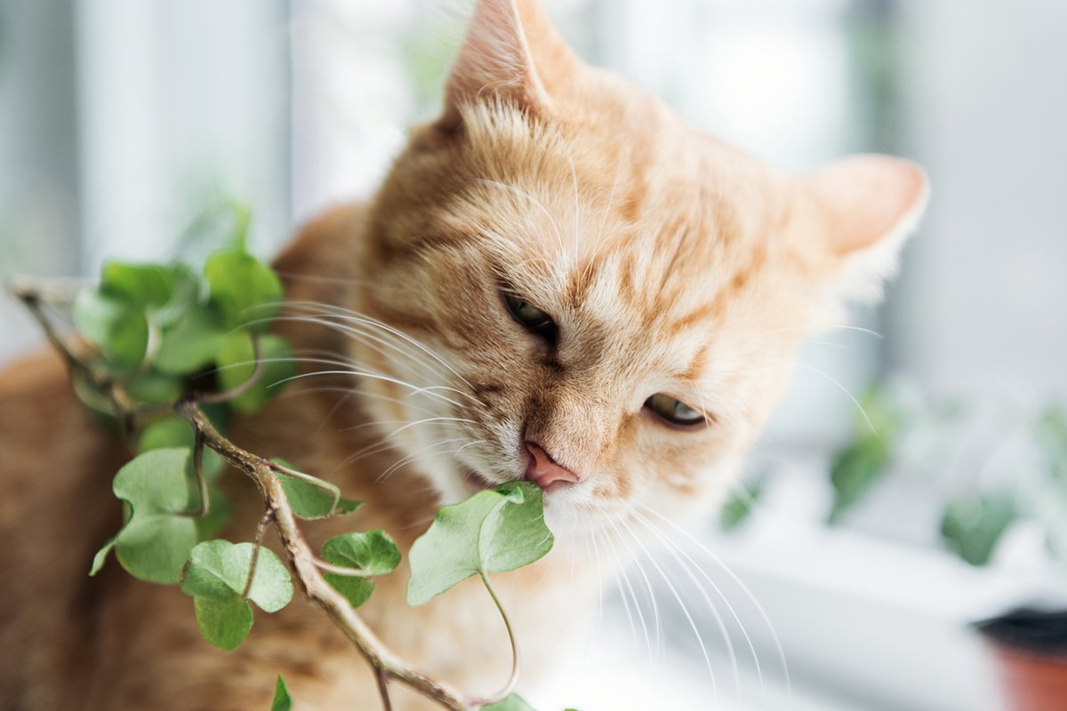 Tips to Pet-Proof Your Garden - Garden & Greenhouse