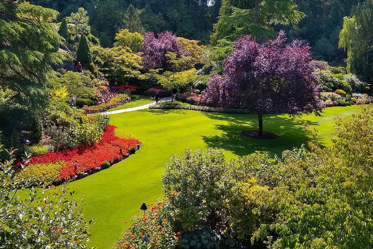 Eco-Answers from the Pros: Removing English Ivy - Ecological Landscape  Alliance